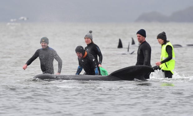 Chạy đua với thời gian để giải cứu đàn cá voi mắc cạn