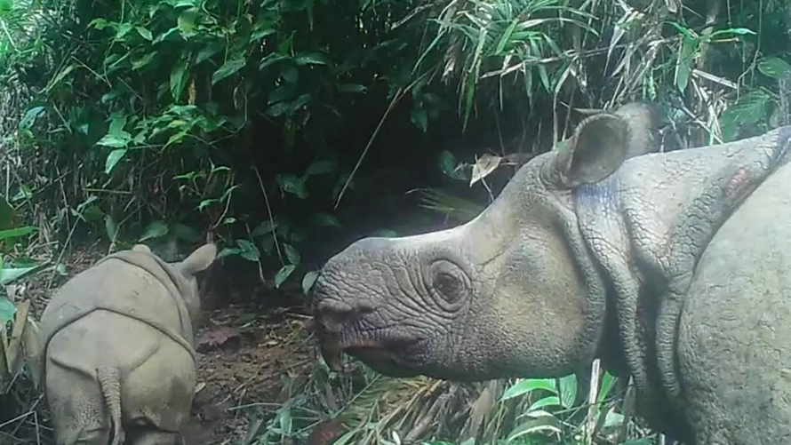 Phát hiện hai tê giác Java non quý hiếm tại Indonesia