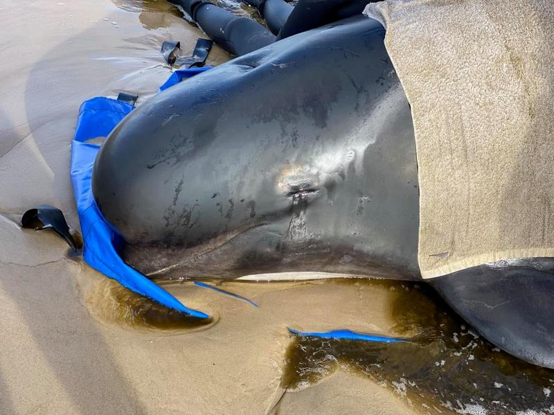 Australia xử lý hàng trăm xác cá voi mắc cạn