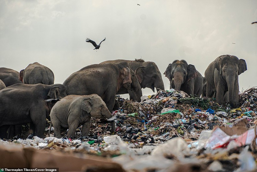 Đàn voi hoang dã ở Oluvil, Sri Lanka, hiện có thói quen tới bãi rác gần rừng để tìm thức ăn.
