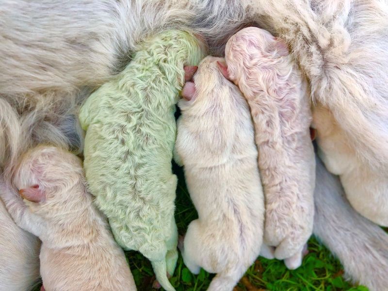 Chó con sinh ra với bộ lông màu xanh lá