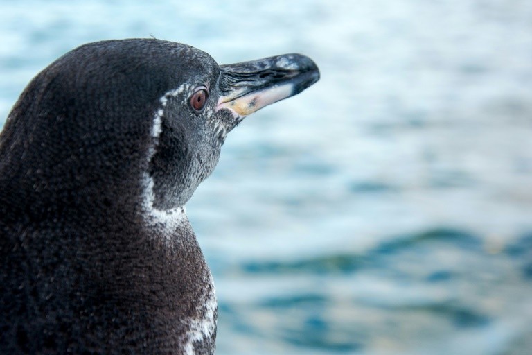 Số lượng chim cánh cụt Galapagos tăng kỷ lục