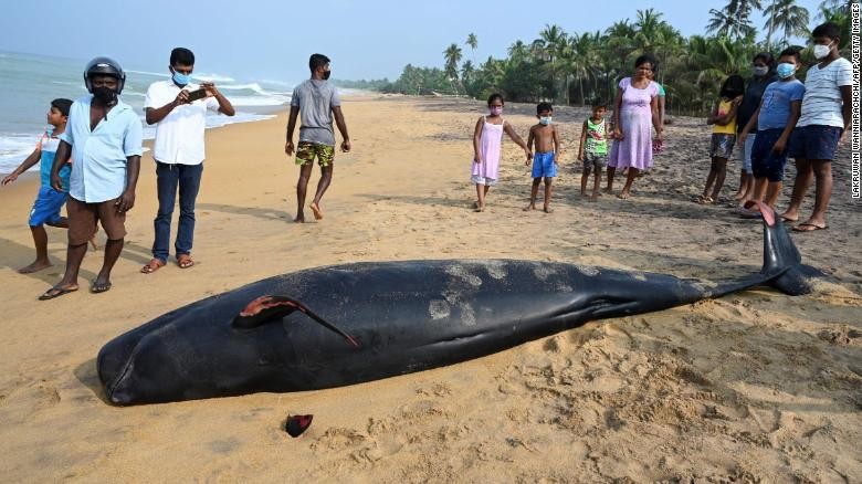 Sri Lanka giải cứu 100 con cá voi trắng mắc cạn hàng loạt