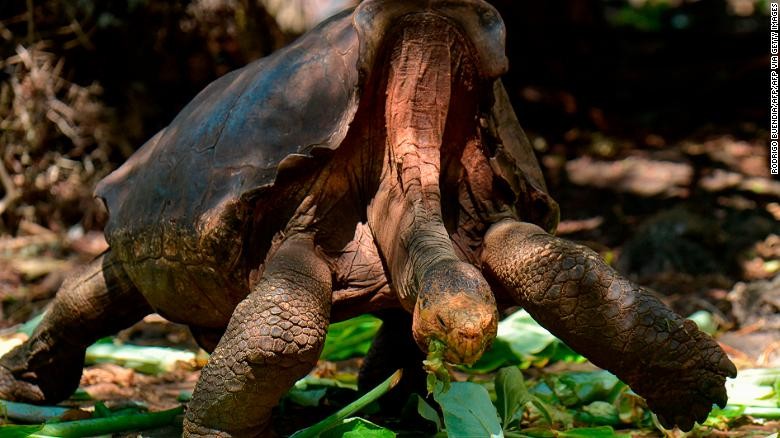 Cụ rùa Diego đã sinh ra 800 con rùa con, giúp khôi phục 40% số lượng loài rùa Galapagos.