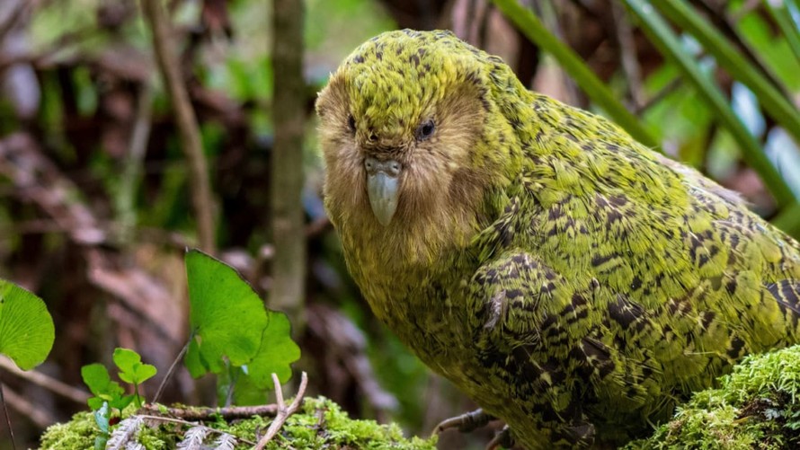 Vẹt Kakapo được vinh doanh là loài chim của năm