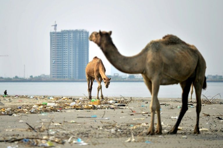 Đô thị hóa đe dọa rừng ngập mặn trên đảo Pakistan