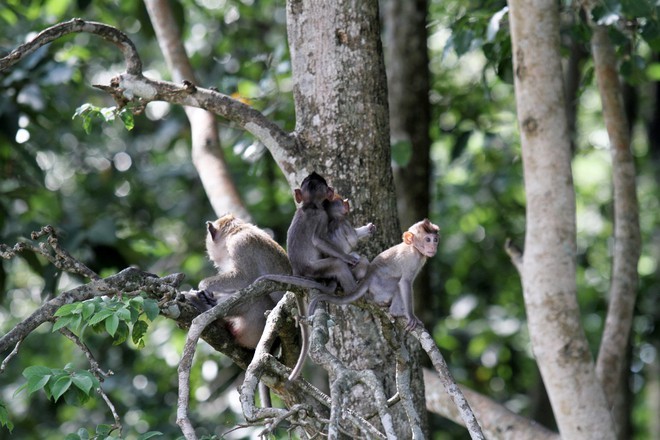 Đàn khỉ sinh sống trong Tòa thánh Cao đài tỉnh Tây Ninh. Ảnh: Thanh Niên