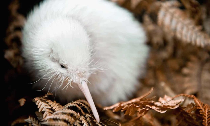 Chim kiwi trắng quý hiếm qua đời
