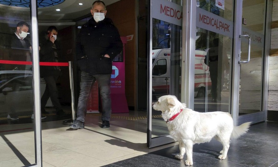 Chó đợi chủ bên ngoài cửa bệnh viện mỗi ngày