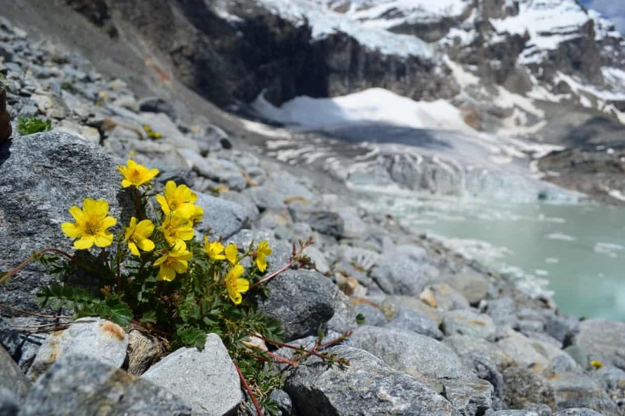 Thực vật trên dãy Alps đối mặt với nguy cơ tuyệt chủng