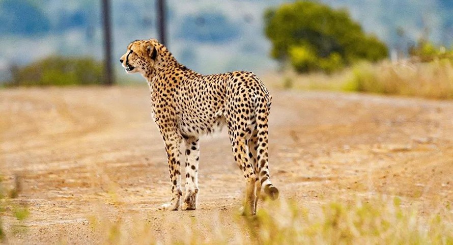 Ấn Độ hồi sinh loài báo cheetah bản địa
