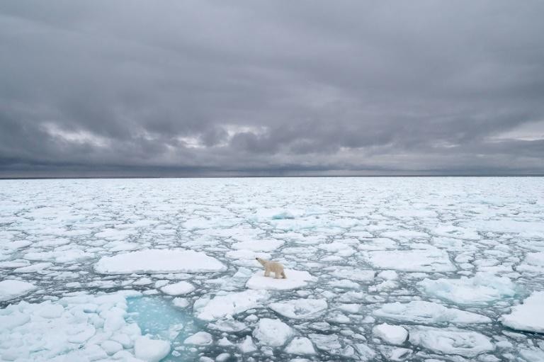 Biến đổi khí hậu buộc gấu Bắc Cực chuyến sang ăn trứng