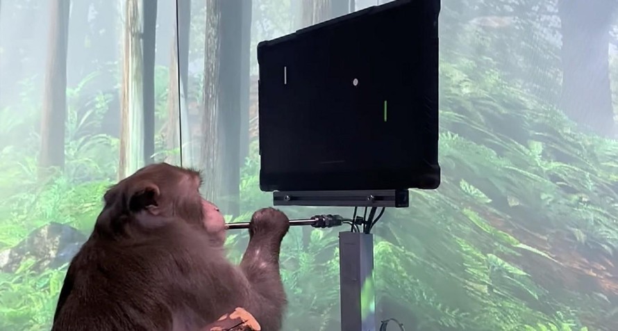 Khỉ được cấy chip não có thể chơi game
