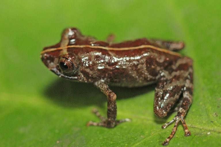 Peru phát hiện một loài ếch mới