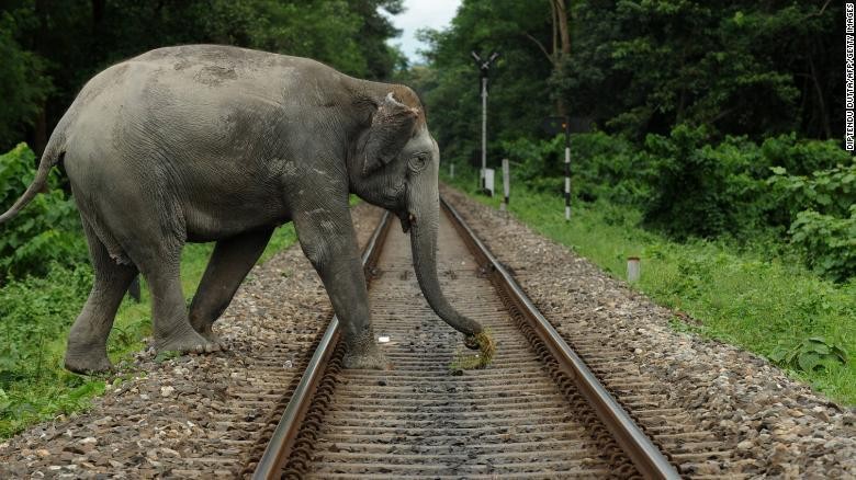 Ấn Độ tìm giải pháp cho mâu thuẫn giữa người và voi