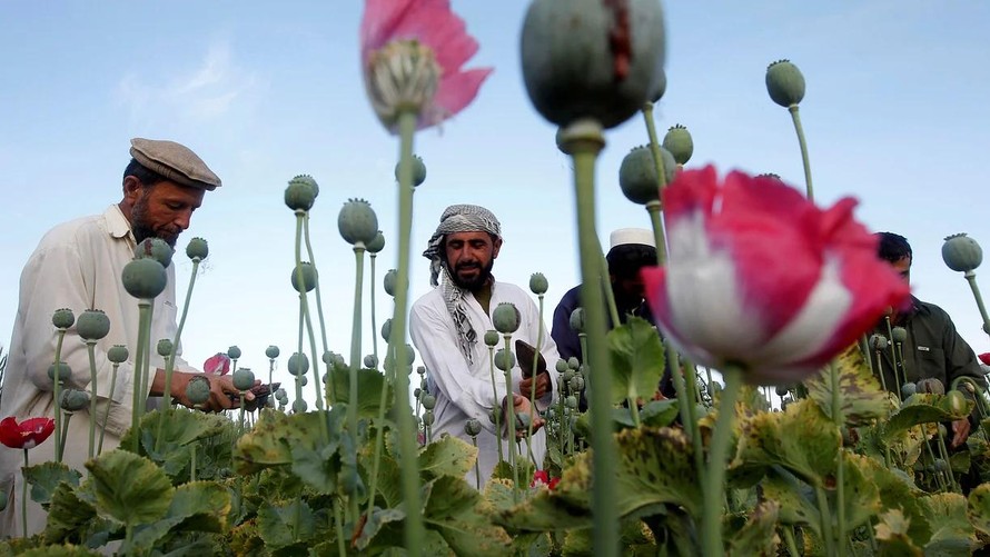 Nông dân Afghanistan làm việc trên cánh đồng anh túc ở tỉnh Nangarhar, Afghanistan. Ảnh: Reuters