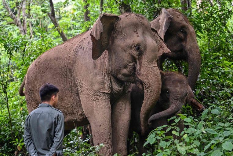 Nông dân Trung Quốc học cách sống chung với voi rừng 