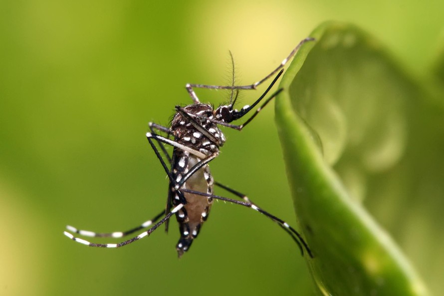 Phát hiện vi khuẩn có khả năng tiêu diệt muỗi vằn gây sốt xuất huyết