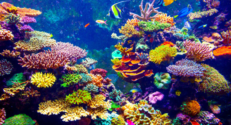 14% rạn san hô trên thế giới biến mất trong thập kỷ qua