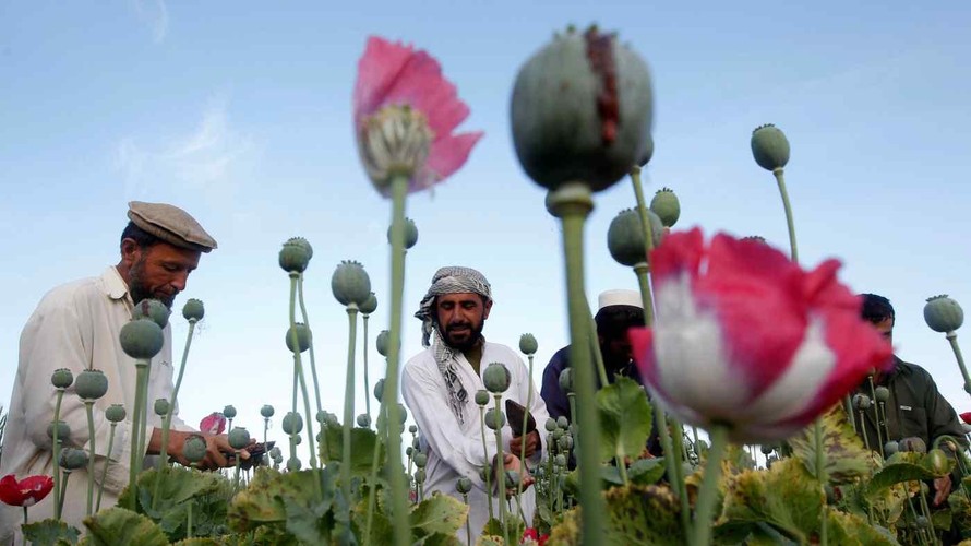 Taliban dung túng cho nông dân trồng cây thuốc phiện