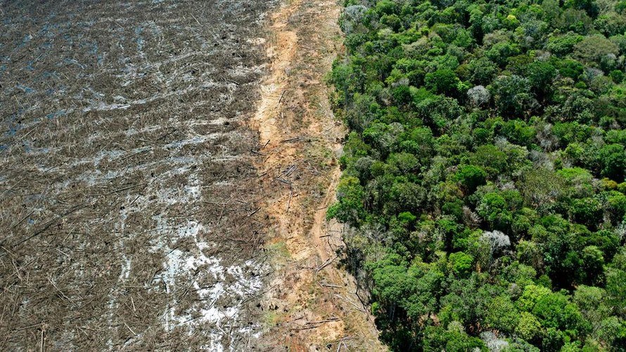 Hơn 100 lãnh đạo toàn cầu cam kết chấm dứt nạn phá rừng vào năm 2030