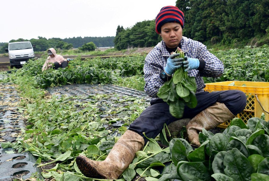 Nhật Bản thay đổi chính sách người lao động nước ngoài