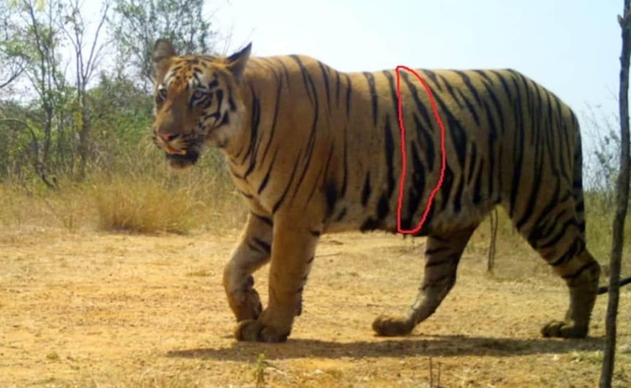Ấn Độ bắt giữ con hổ đã sát hại 13 người