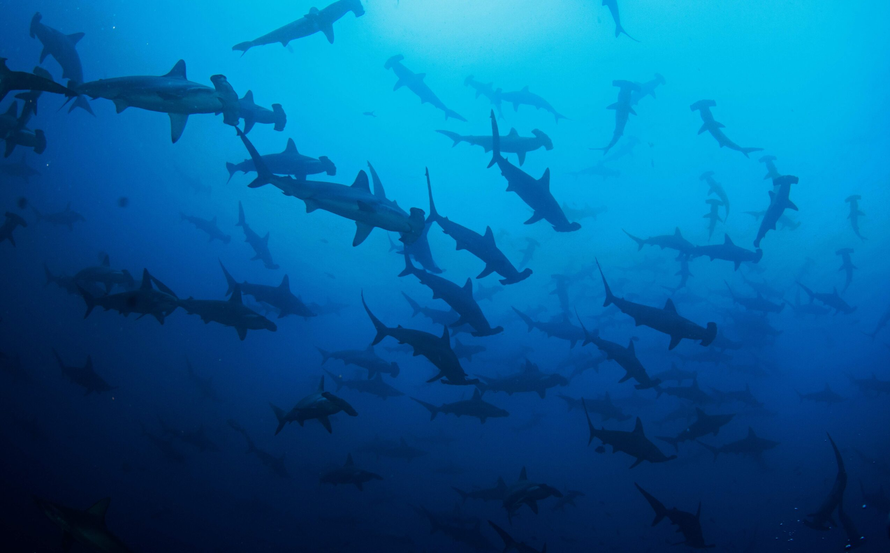 Phát hiện 'nghĩa trang' cá mập ở Ấn Độ dương