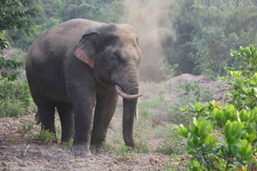 Xua đuổi thành công voi rừng quay trở lại rừng tại Đồng Nai