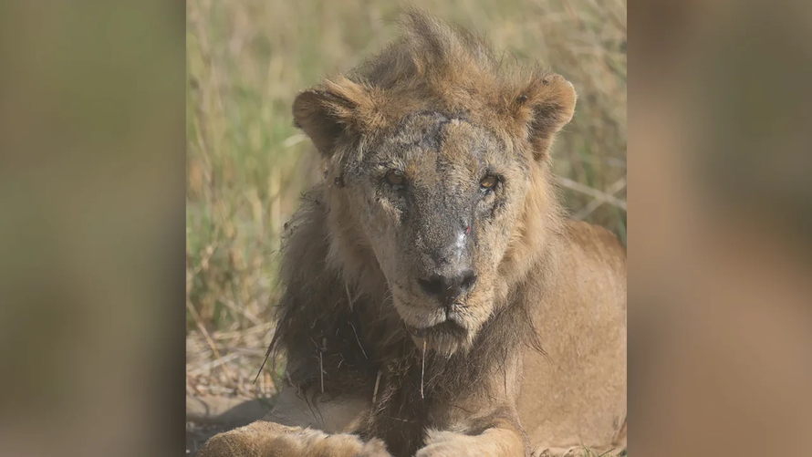 Sư tử già nhất châu Phi bị sát hại
