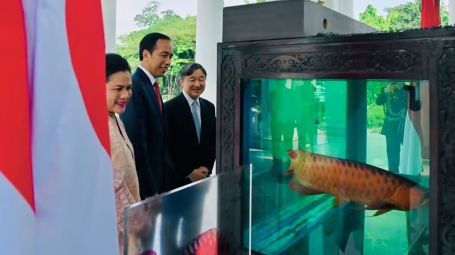 Chính sách 'ngoại giao cá' bồi đắp mối quan hệ Nhật Bản-Indonesia