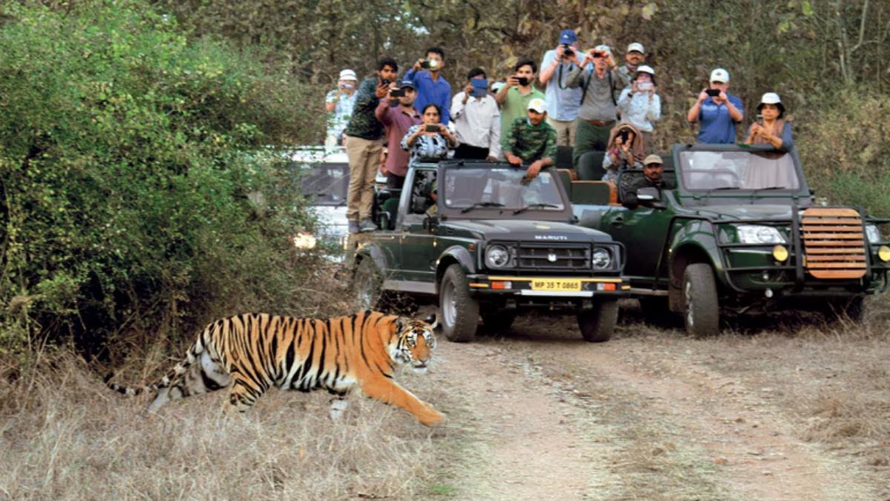 Ấn Độ chỉ ra mặt tích cực của ngành 'du lịch hổ'