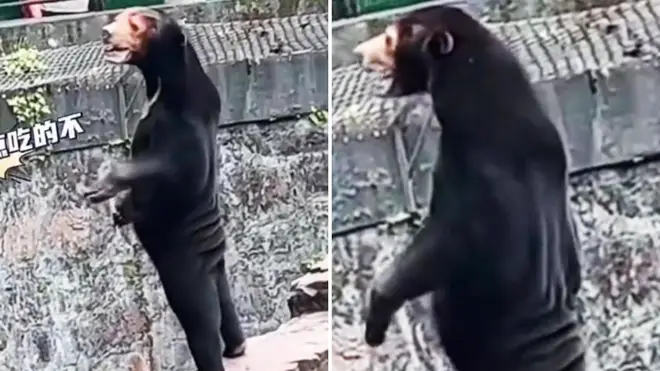 Vườn thú Trung Quốc phủ nhận dùng người giả làm gấu 