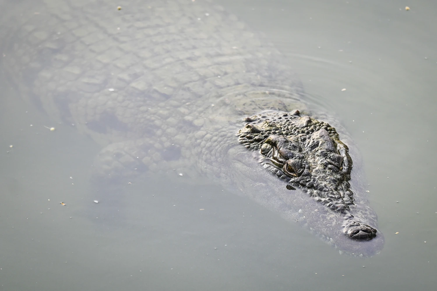 Cá sấu tung hoành tại Trung Quốc sau lũ lụt