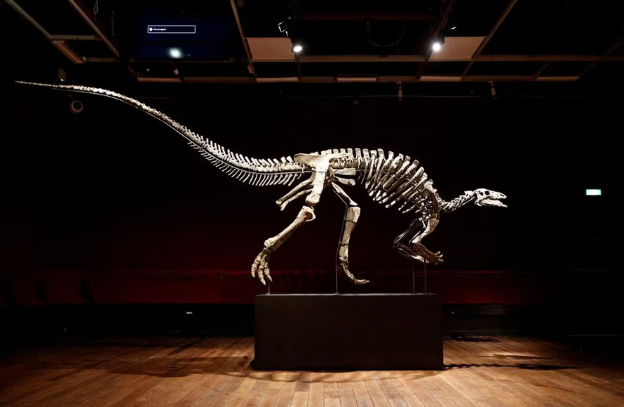 Đấu giá hóa thạch khủng long gần như nguyên vẹn