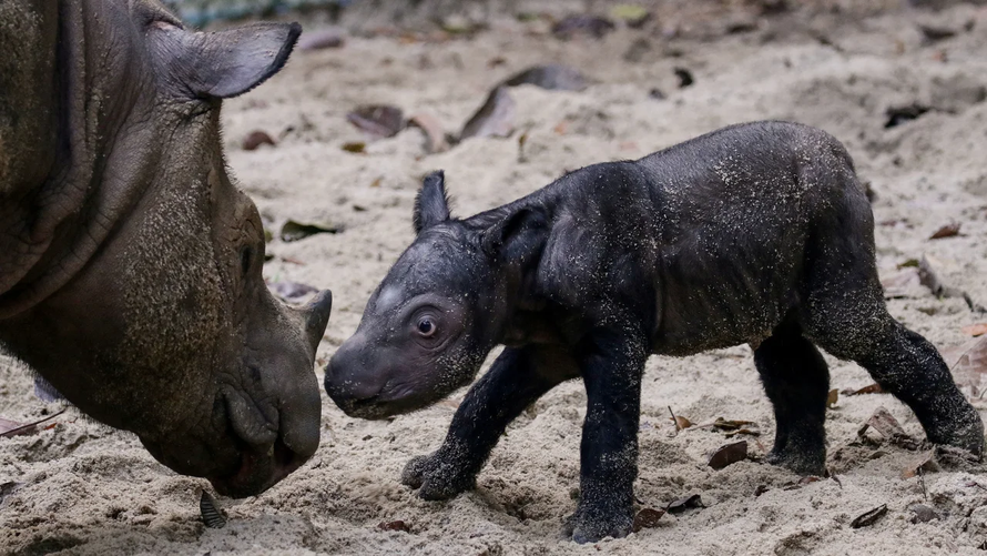 Con tê giác Sumatra mới ra đời là kết quả của nỗ lực bảo tồn loài động vật quý hiếm của Indonesia. Ảnh: Reuters