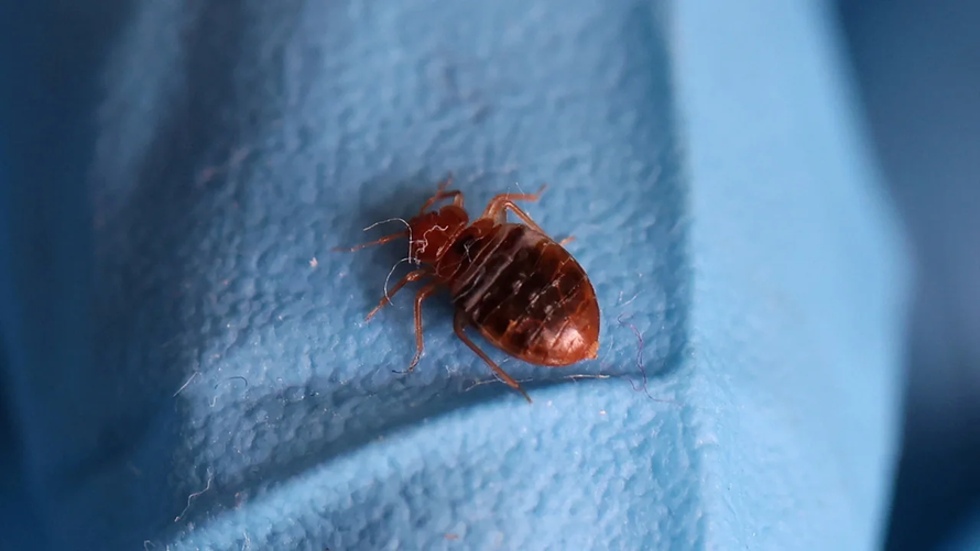 Vấn nạn bọ rệp tại Paris đang bị mạng xã hội 'thổi phồng'