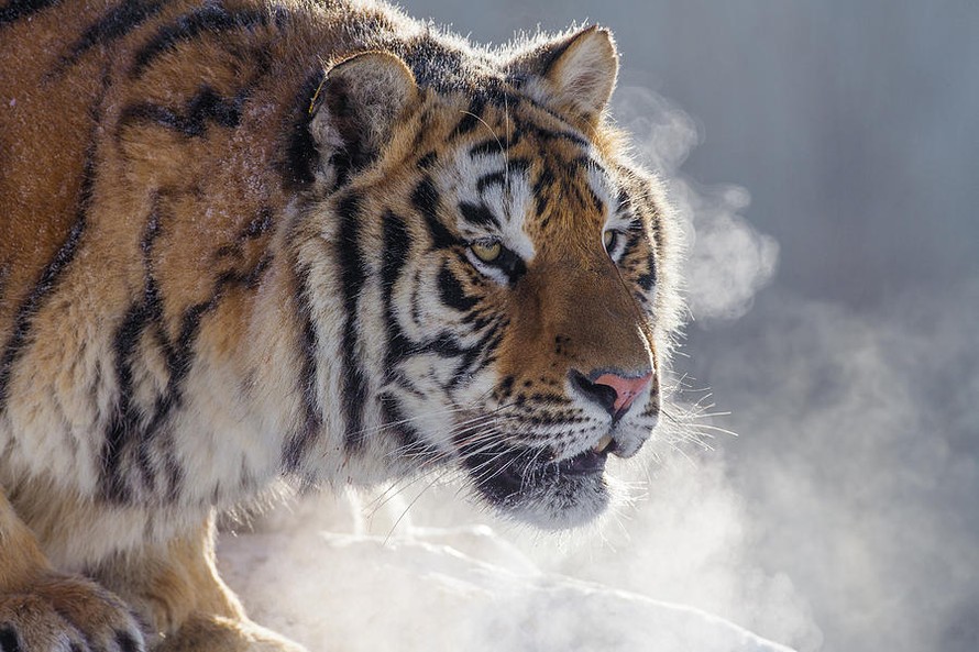 Mùa đông khắc nghiệt khiến hổ dễ chạm trán với người