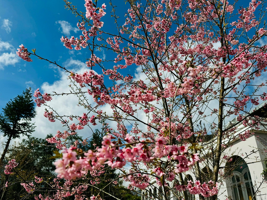 Sắc hồng rực của cánh hoa đào làm đất trời Sa Pa như được sưởi ấm trong tiết trời đông.