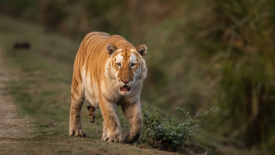 Bắt gặp hổ khoang vàng quý hiếm tại Ấn Độ
