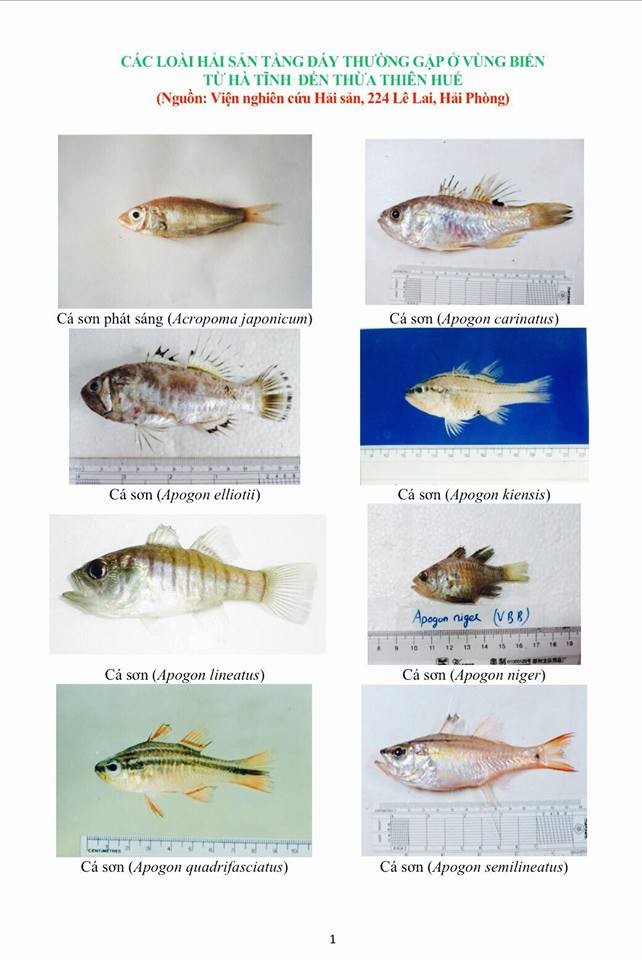 Các loại cá sống ở tầng đáy khu vực 4 tỉnh miền Trung