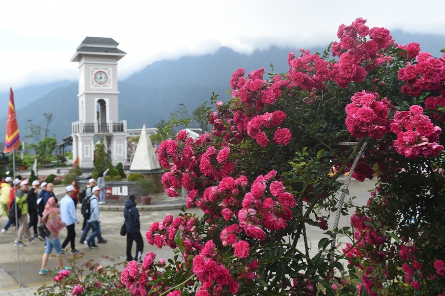 Vườn hồng cổ đẹp lung linh bên chân núi Fansipan