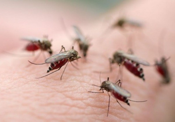 Muỗi vằn Aedes có thể hút máu suốt cả ngày nhưng chúng thường tìm người để "chích" nhiều nhất vào ban ngày.