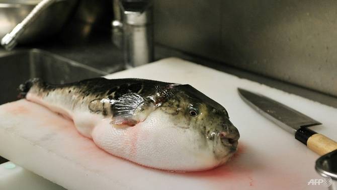 Chính quyền thành phố Nhật khẩn cấp thu hồi cá nóc chứa độc