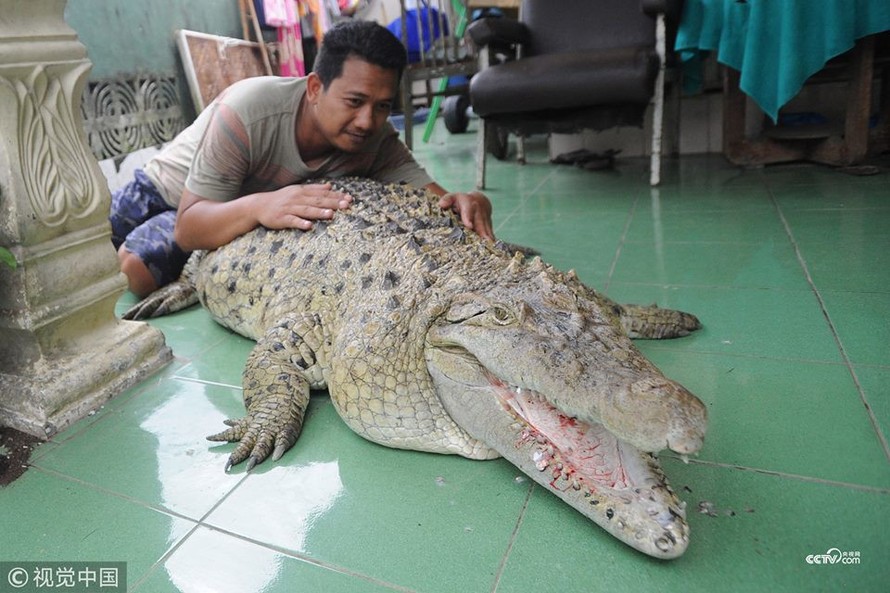  Cá sấu thích được xoa cằm, ăn cá tươi, được chủ đánh răng mỗi ngày