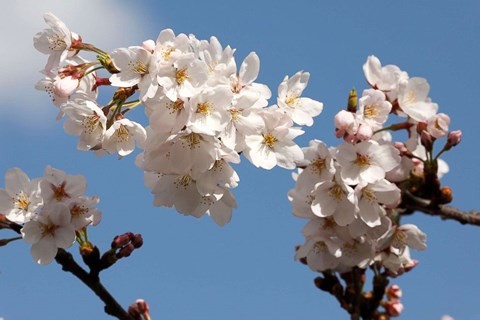 Cảnh đẹp tựa thiên đường ở Nhật Bản mùa hoa anh đào