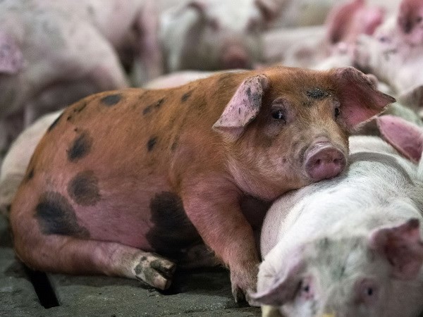 Phát hiện virus gây tiêu chảy ở lợn có nguy cơ lây sang người