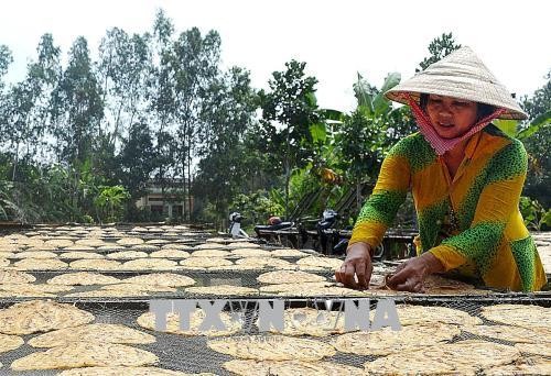 Sản xuất chuối khô tại làng nghề ép chuối khô truyền thống ở xã Trần Hợi (huyện Trần Văn Thời, Cà Mau). Ảnh: Huỳnh Thế Anh/TTXVN