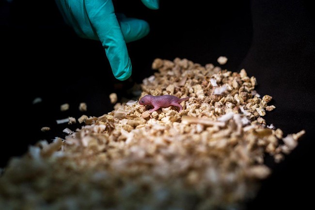 Nhóm nghiên cứu cho biết họ tạo ra chuột con bằng cách tiêm tế bào gốc từ một chuột mẹ vào trứng của một chuột mẹ thứ hai. Ảnh: technologyreview.com