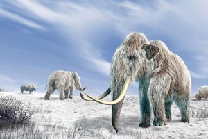 Phát hiện xương voi ma mút cổ đại 130.000 năm tuổi